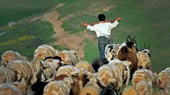 آواز خوانی چوپان جوان ایرانی با ماسک کرونایی جنجالی شد + فیلم