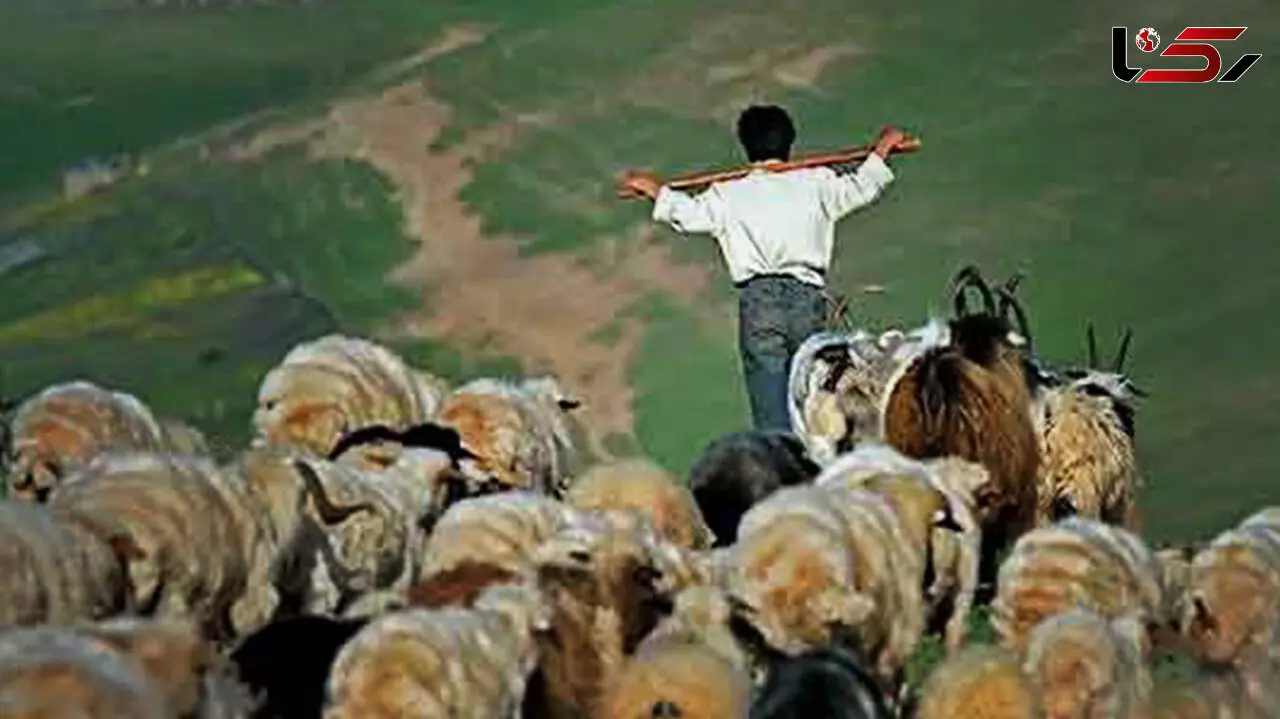 آواز خوانی چوپان جوان ایرانی با ماسک کرونایی جنجالی شد + فیلم
