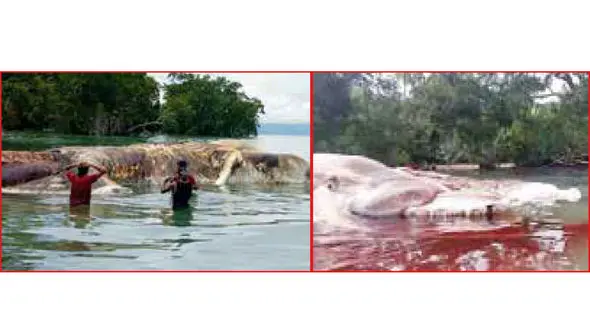 وحشت از لاشـــه هیولای  عجیب در جزیره +عکس