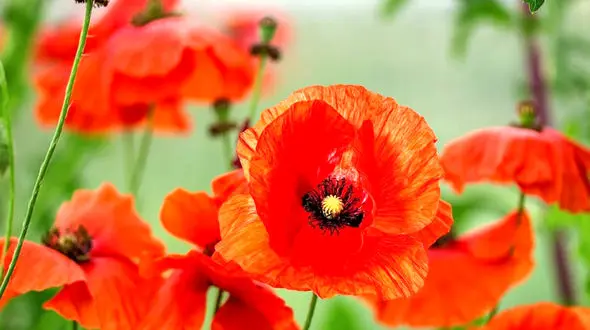 فال و طالع بینی امروز پنج شنبه 7 اسفند 