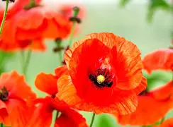 فال و طالع بینی امروز پنج شنبه 7 اسفند 