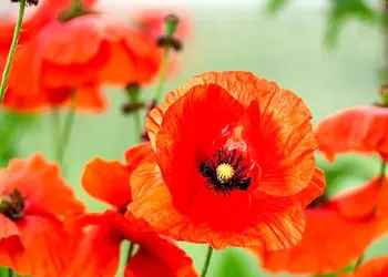 فال و طالع بینی امروز پنج شنبه 7 اسفند 