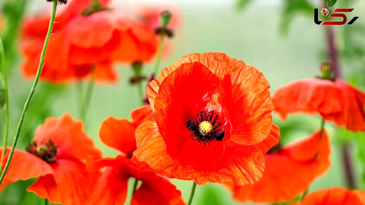 فال و طالع بینی امروز پنج شنبه 7 اسفند 