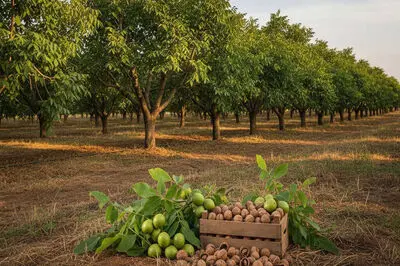 سقوط مرگبار یک کارگر گردوچین در تویسرکان