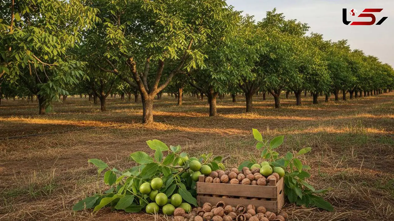 سقوط مرگبار یک کارگر گردوچین در تویسرکان