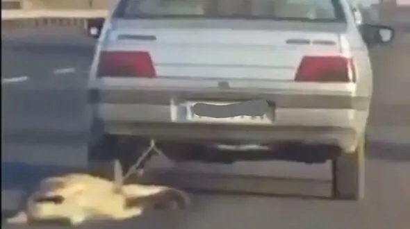 شکنجه بی‌رحمانه سگ توسط راننده خودروی زنجانی +فیلم
