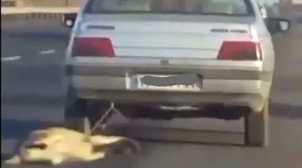 شکنجه بی‌رحمانه سگ توسط راننده خودروی زنجانی +فیلم
