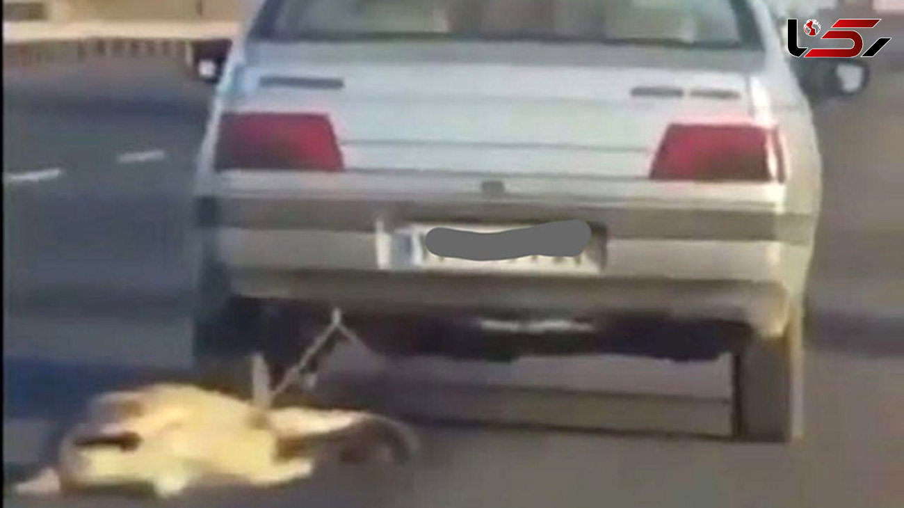 شکنجه بی‌رحمانه سگ توسط راننده خودروی زنجانی +فیلم
