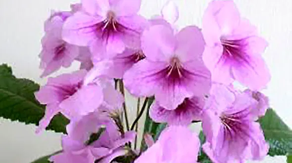 معرفی گیاه / استرپتوکارپوس