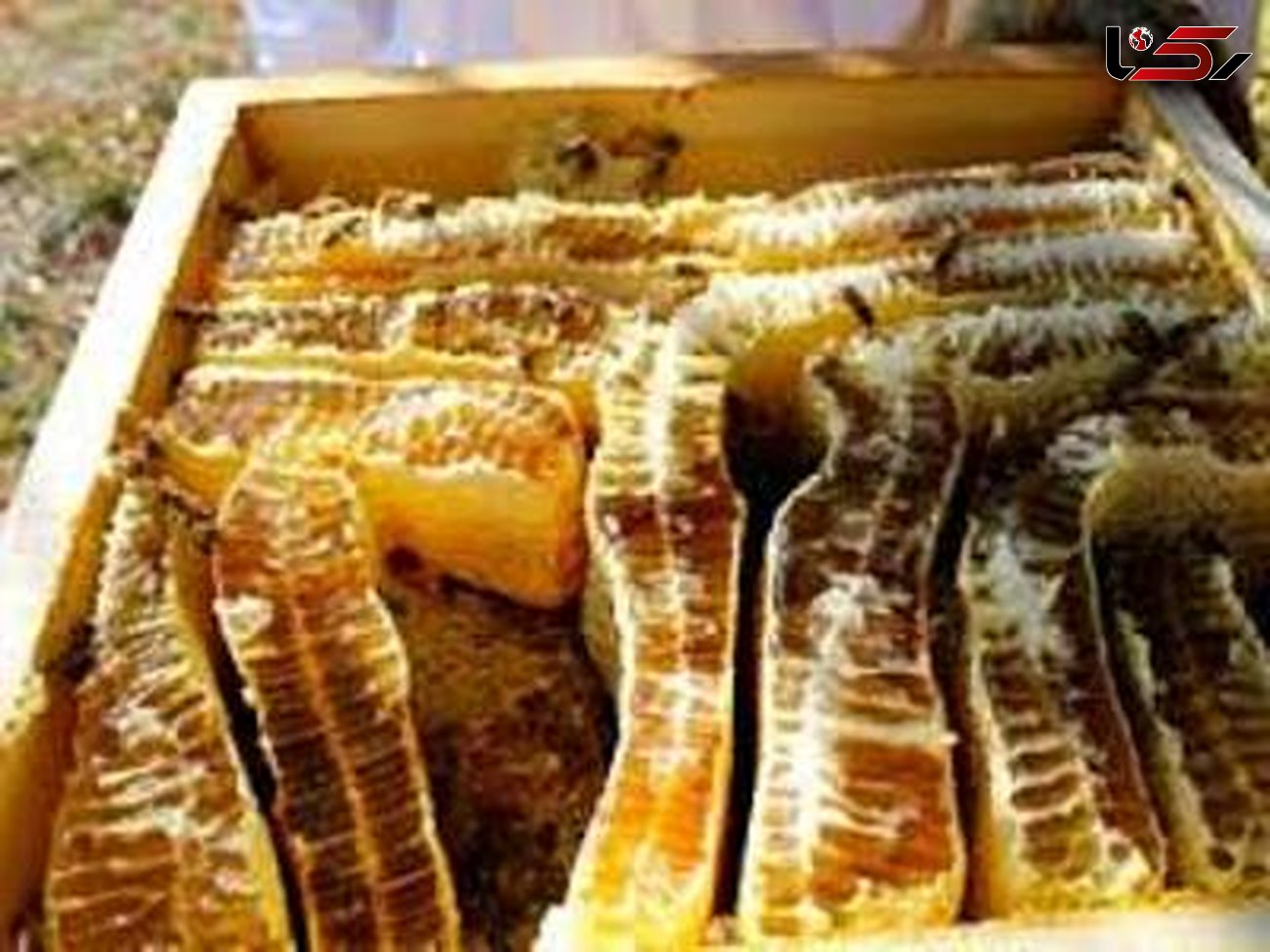 ایران جایگاه هشتم تولید عسل در جهان