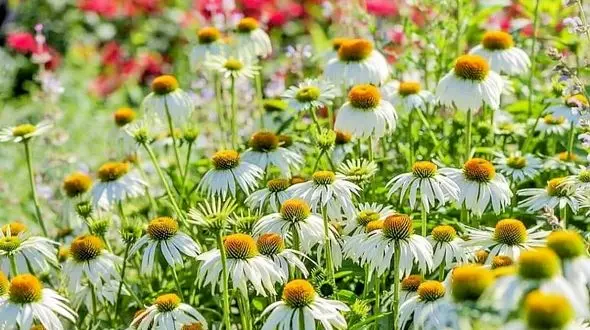 بیشتر گیاهان دارویی کشور وارداتی هستند/ در افغانستان افرادی که تریاک می کاشتند به سمت کاشت زعفران آمده‌اند/ ما در برند سازی گیاهان دارویی مردودیم