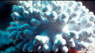 صخره های مرجانی با فناوری های جدید احیا می شود