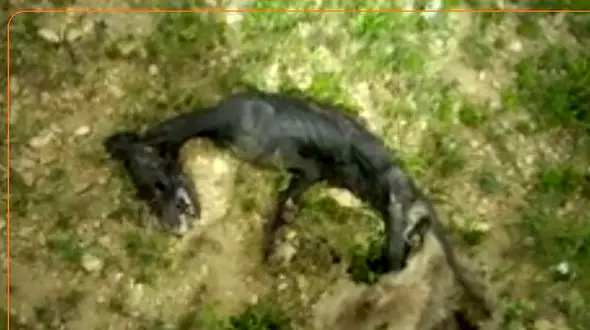 عکس عجیب / کشف لاشه یک موجود عجیب الخلقه در  بویراحمد