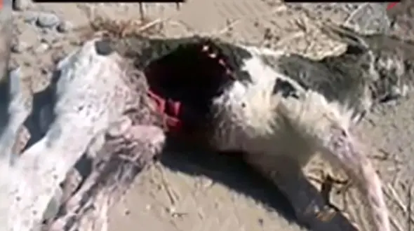 جانور جگر خوار در کرمان ناشناخته است ! + فیلم حیرت انگیز ! 