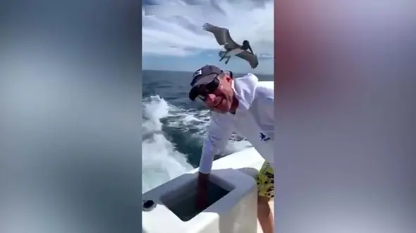 فیلم سیراب کردن حیوانات توسط گردشگران 