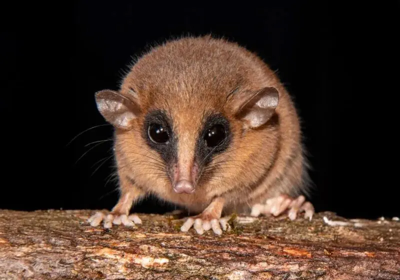 Mustela_mopbie_long_tail_nose_Hangduan_China