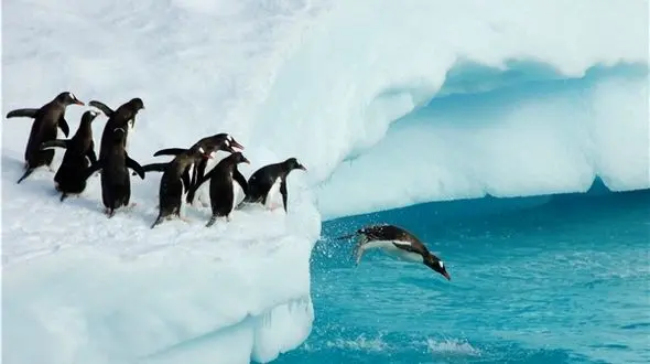 این موجودات با نمک آب دریا را تصفیه می‌کنند!