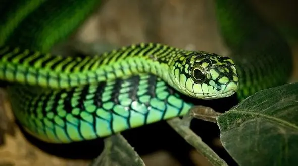 مار گرسنه، جوجه پرنده کمیاب را به سرعت بلعید! + فیلم جانسوز