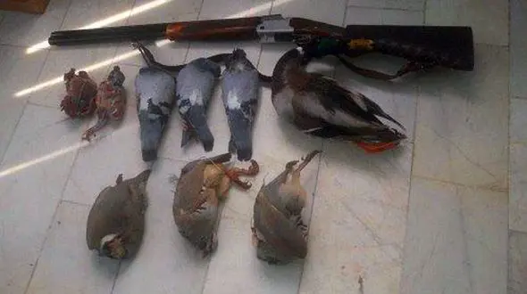 شکارچی پرندگان وحشی در بیجار دستگیر شد
