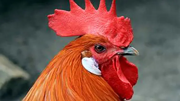 کشته شدن فجیع یک زن توسط خروس خشمگین / تخم مرغ ها حادثه آفریدند / استرالیا