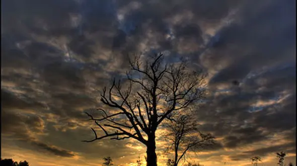 ماجرای درخت شیطان که نفرین شده است! + تصاویر