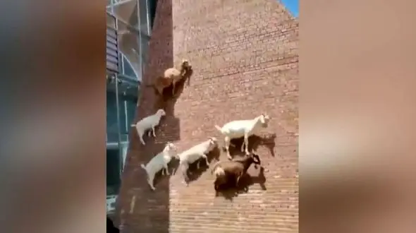 بالا رفتن بزها از دیوار صاف + فیلم 