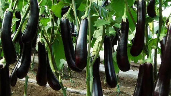 صادرات 9 کالای ایرانی به عراق ممنوع شد