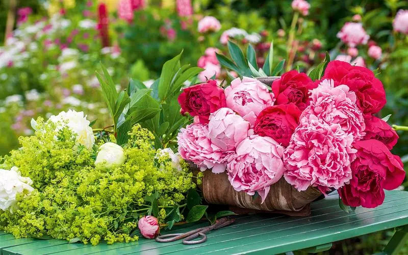 گیاهان آپارتمانی