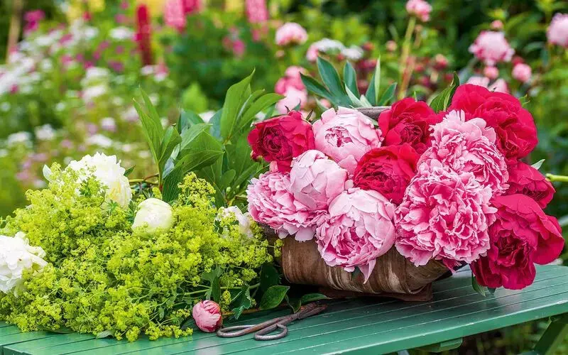 گیاهان آپارتمانی
