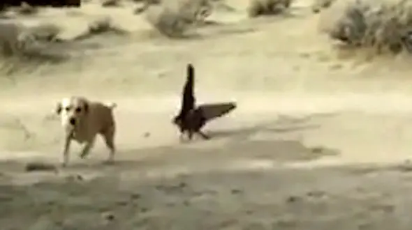 فیلم حمله های عقاب به حیوانات بزرگ