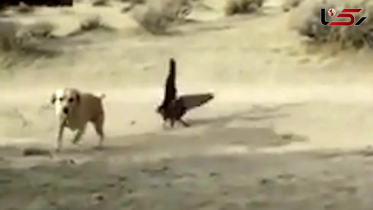 فیلم حمله های عقاب به حیوانات بزرگ