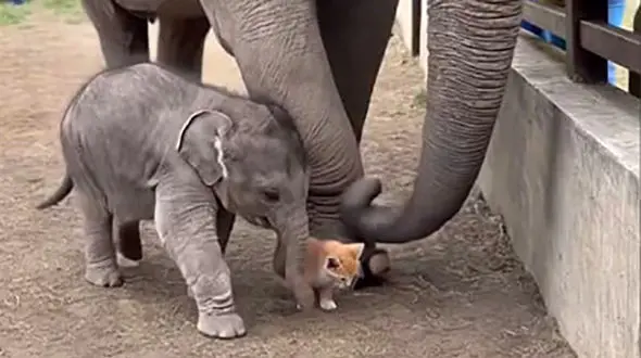 دوستی بچه فیل و بچه گربه را ببینید / فیلم