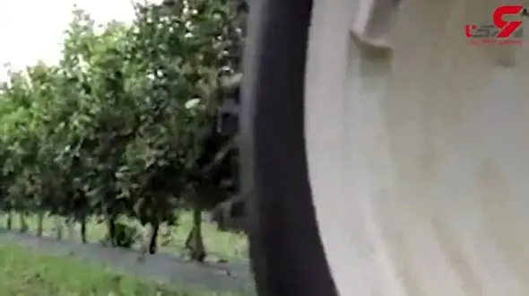 کندن راحت میوه های رسیده بالای درخت به کمک ماشین مخصوص+فیلم