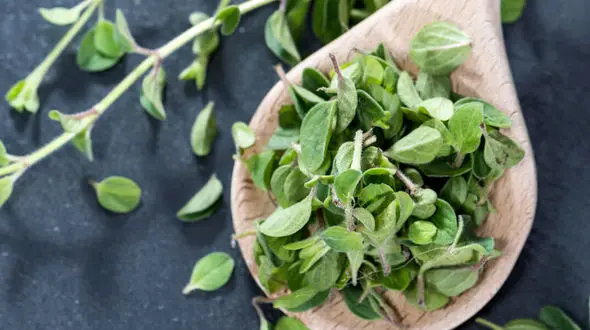 با این گیاهان پیری را به تعویق بیندازید