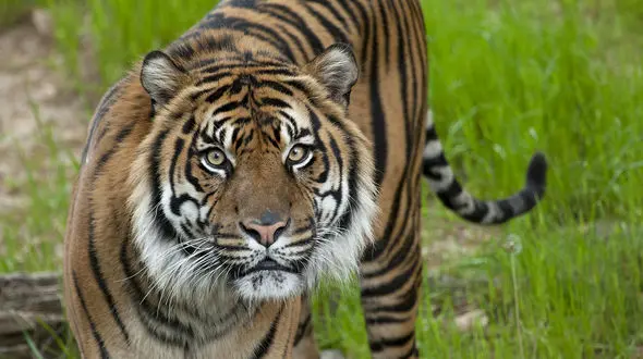 قوی ترین جانداران روی زمین! + فیلم