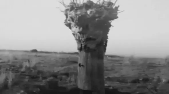 نقش عجیب درختان در جنگ جهانی اول که شاید ندانید +تصاویر
