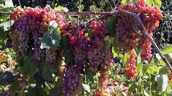 برداشت انگور از تاکستان‌های مشگین شهر 