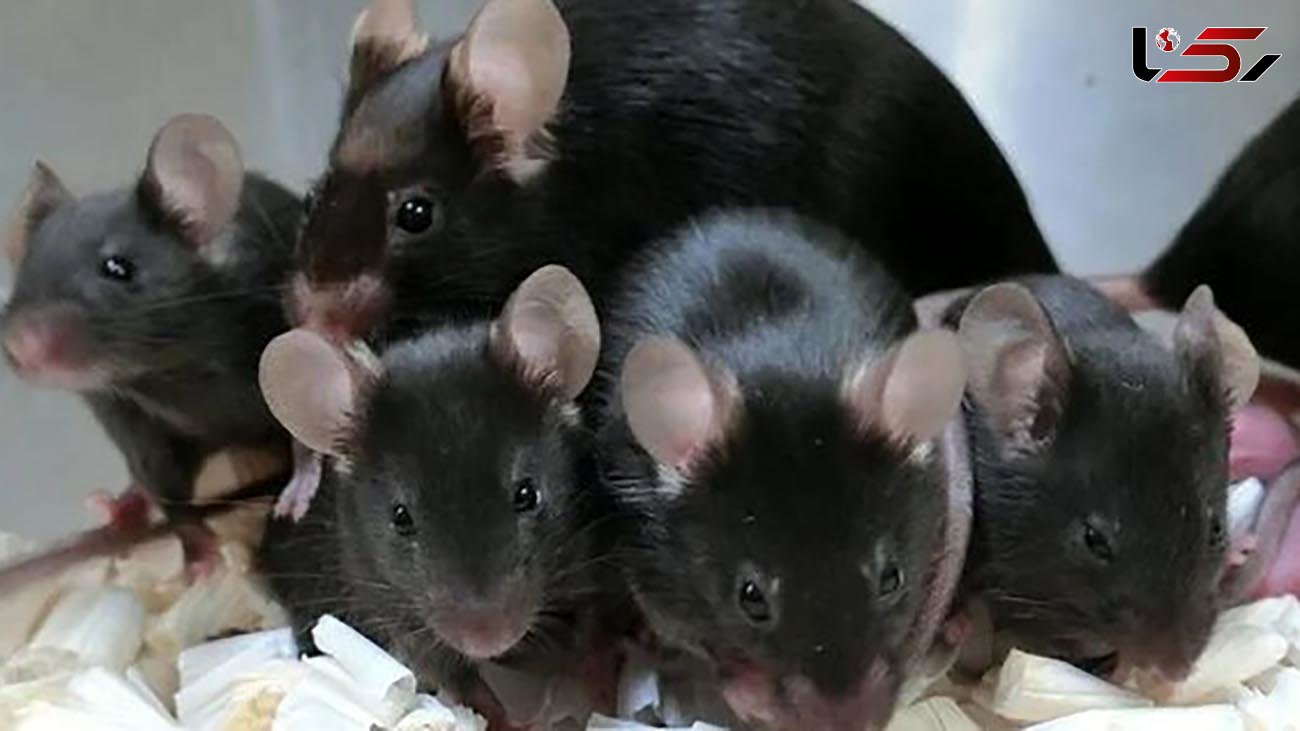 خلق موش های سالم از اسپرم های یخ زده در فضا 