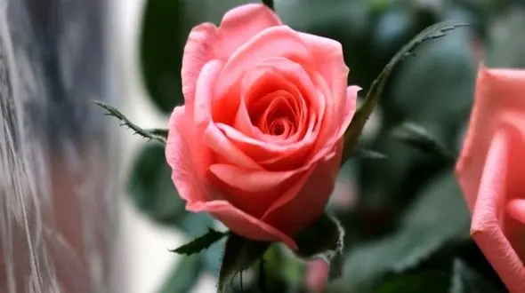 آب گل رز چیست و چه خواصی دارد ؟