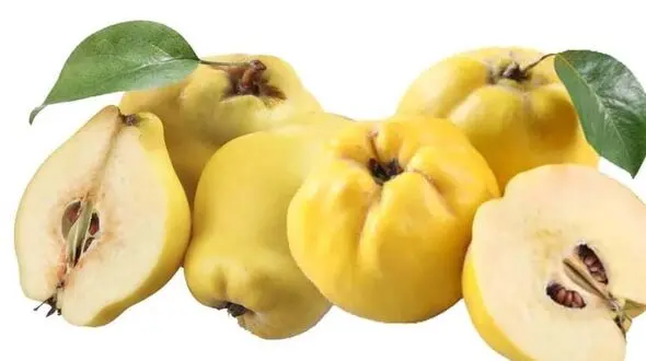 میوه ضد سرفه 