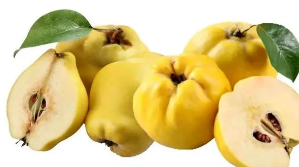 میوه ضد سرفه 