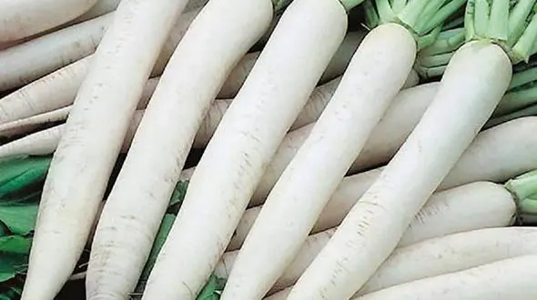 مزایا و مضرات ترب سفید