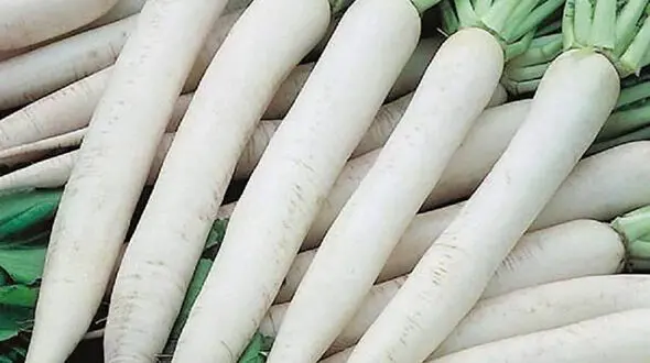 مزایا و مضرات ترب سفید