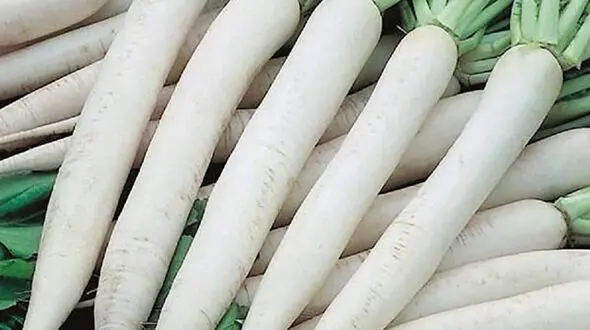 مزایا و مضرات ترب سفید