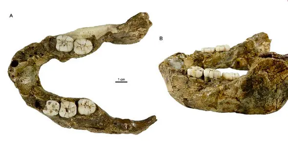 کشف دندان 1.4 میلیون ساله جهان را حیرت زده کرد! / تاریخ تکامل بازنویسی می شود