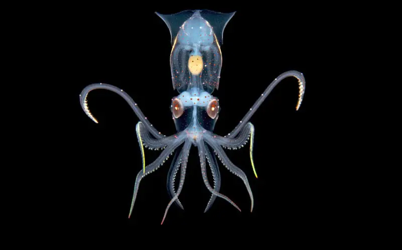 ماهی مرکب شفاف جوان