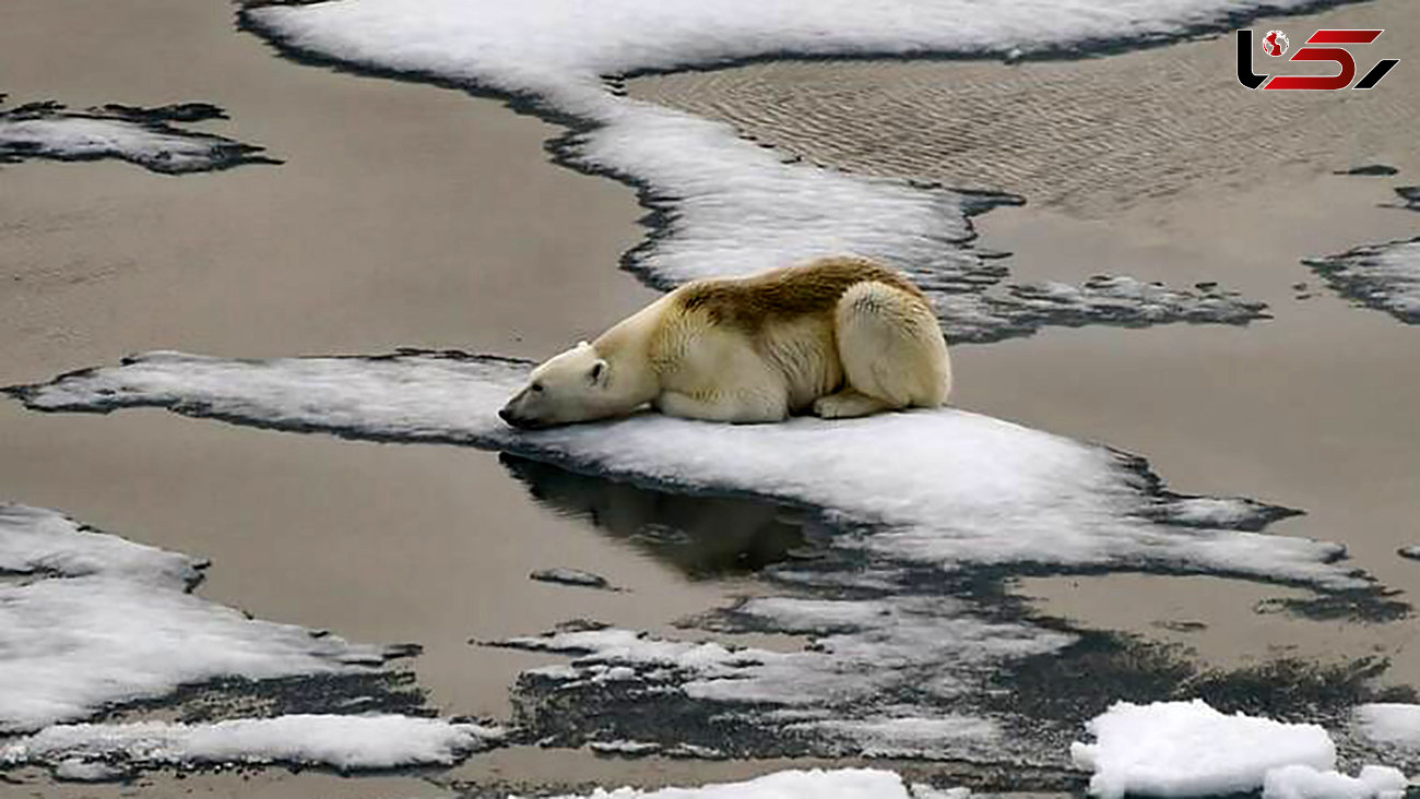 رکورد میانگین گرما در کره زمین شکسته شد / یخ های قطبی آب رفتند !
