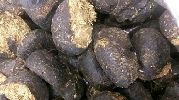 دود عنبرنسا را برای درمان چه بیماری هایی استفاده کنیم؟