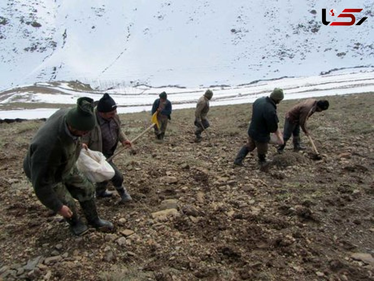 تولید سالانه بیش از ۶۰۰ هزار تن بذر توسط کشاورزان