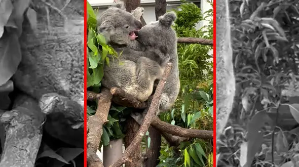 فیلم درگیری شدید بین کوالا ها